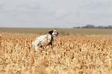 SETTER ANGLAIS 132
